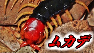 トビズムカデの足の動き Scolopendra mutilans （centipede、大百足） [upl. by Jd]