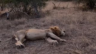 Masungulo Male Lion Roar  Kruger  13 July 2024 [upl. by Nnylirak]