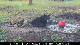 Hippo the Black Bear Goes Snorkeling 091924 [upl. by Ithsav]