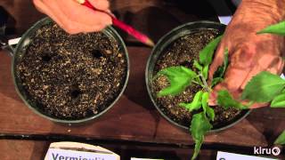 Propagate native plants John DromgooleCentral Texas Gardener [upl. by Hertha]