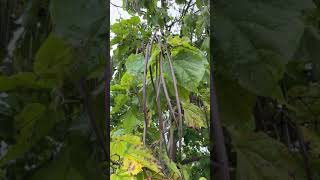 Indian bean leaf tree  leaves amp fruit  pods  September 2024 [upl. by Kitti]