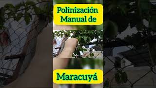 CULTIVO DE MARACUYÁ Polinizacion manual [upl. by Nnaharas]