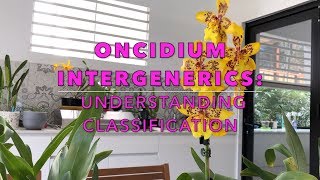 My Oncidium Intergenerics Understanding their Classification amp Taxonomy [upl. by Stevena]