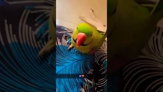 Veere Roti khadi aa😍😅mithu parrot takingparrot youtubeshorts shots dog love viral baby [upl. by Hasile]