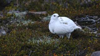 Through the Lens Whitetailed Ptarmigan [upl. by Aland204]