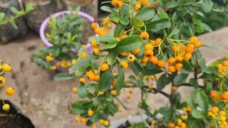 Pyracantha Firethorn Mukhia Nursery [upl. by Nomsed]