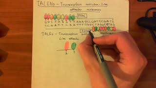 Transcription ActivatorLike Effector Nucleases TALENs [upl. by Stirling]