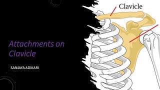 Attachments on clavicle [upl. by Neiht]