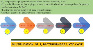 Lytic Cycle of T4 Bacteriophage [upl. by Carrillo455]