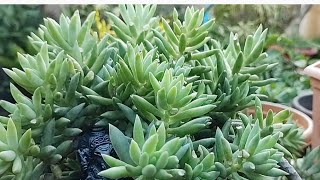 Sedum stonecropcarebeautifulsucculent [upl. by Arabrab]