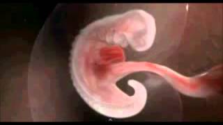 developpement du foetus fantastique YouTube [upl. by Franciska]