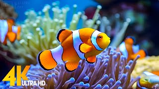 Aquarium 4K VIDEO ULTRA HD 🐠 Beautiful Coral Reef Fish  Relaxing Sleep Meditation Music 15 [upl. by Andromede400]