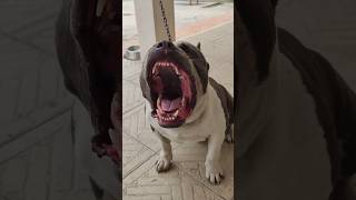 Dogs Barking And Howling Compilation 2 😂❤️funny dog animals pets cute [upl. by Abe]