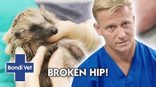 Poor Injured Hedgehog DESPERATELY needs help 🦔  Full Episode  E57  Bondi Vet [upl. by Camellia953]