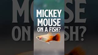 Mickey Mouse Platy  Colorful Freshwater Aquarium Fish [upl. by Aksel]