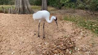 February 23  Whooping Cranes [upl. by Htebiram]