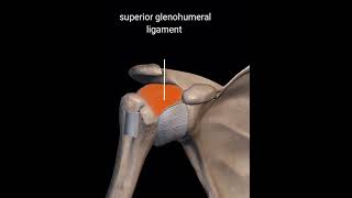 Ligaments of Shoulder Joint shorts education [upl. by Eleanor532]