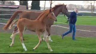 Stutfohlen quotZoeyquot v Zinedream  Contender  Landadel [upl. by Llerraf]