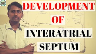 DEVELOPMENT OF INTERATRIAL SEPTUM [upl. by Carmela663]