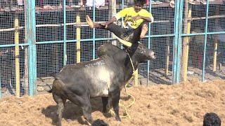 Trichy Kattur Jallikattu 2023 Videos 02  திருச்சி காட்டூர் ஜல்லிக்கட்டு Videos 2023 02 [upl. by Cresa]