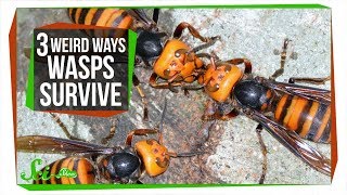 3 Wasps That Will Do Anything to Survive [upl. by Atsyrhc269]