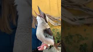 Blue Winged Kookaburra Laughing [upl. by Akirre827]