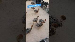 ostrichfarm ostrichbaby ostrichegg whats app no 03217997005 [upl. by Artcele]