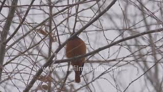 Güldenstädts Redstart Phoenicurus erythrogastrus sits out in the Ladakh cold winter all forlorn [upl. by Alisander246]