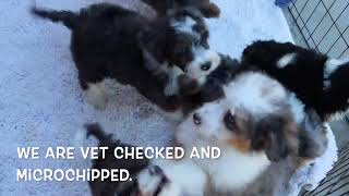 Miniature Bernedoodle Puppies Playing SD 480p [upl. by Etiam]