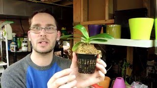 Plant Rescue  Trying to Save a Rootless Sedirea Japonica [upl. by Chenay]