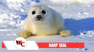 Why Harp Seals Are Essential to Our Ecosystem 🌍💚 [upl. by Ziom545]