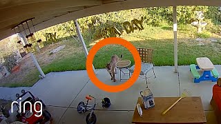 Mountain Lion Treats Family’s Home Like a Vacation Rental  RingTV [upl. by Nesilla]