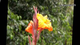 Gran Canaria Blumenund Pflanzenvielfalt [upl. by Consuelo]