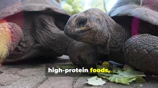 Ultimate Guide to Sulcata Tortoise Care Enclosure Diet and More [upl. by Rambow]