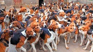 Охотничьи собаки породы ШЕВЕРНИ Франция Hunting dogs breed Cheverny France [upl. by Massimiliano]