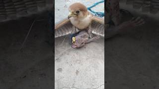 The Art of Falcon Hunting Falcon Shorts wildlife Birds [upl. by Allegna]