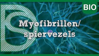 Examen biologie  Myofibrillenspiervezels Zenuwstelsel en spieren [upl. by Evelinn]