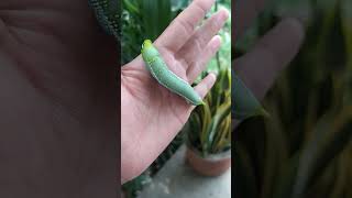 green caterpillar big eyes Daphnis nerii [upl. by Walton942]