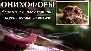 ОНИХОФОРЫ  Феноменальные охотники тропических джунглей [upl. by Roti]