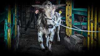 QUE DIFÍCIL ES DOMAR A ESTE TORO RAN LOS INFERNALES DE JOSE A EN ROSA BLANCA NAYARIT 2024 [upl. by Bunch]