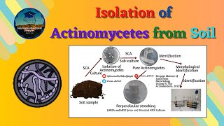 Isolation of Actinomycetes from Soil  Principle amp Procedure  Basic Microbiology Lab Techniques [upl. by Specht]