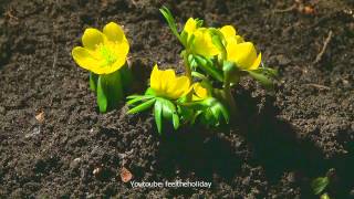 Time lapse Zeitraffer Winterlinge winter aconite Eranthis hyemalis syn Helleborus hyemalis [upl. by Delainey354]