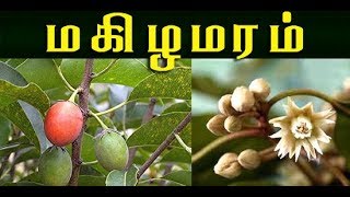 mimusops elengi மகிழமரத்தின் வைத்தியம்  makizha maram [upl. by Eceirtal]