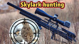 Skylark hunting with p35 modified fx superior liner 600mm [upl. by Kieger]