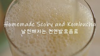 How to Make Kombucha amp Scoby  Easy Homemade Scoby amp Kombucha  Easy Fermentation [upl. by Ellak673]