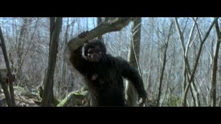 BigfootSasquatch Gorilla Terrorizes Traverspine [upl. by Eiralav]