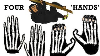 How did Great Apes get HANDS for FEET [upl. by Hserus]