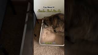 Stainless Steel Litter Box Benefits  The Best Litter Box  Cat Videos shorts catshort litterbox [upl. by Adnav]