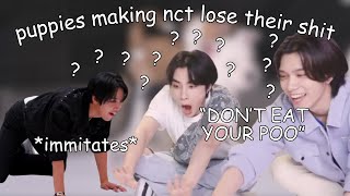 chaotic puppies vs nct [upl. by Monika155]