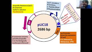 pUC18 Plasmid Cloning vector Polylinker galactosidaseDrDNAPrimer [upl. by Angelle804]